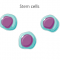 How Do Stem Cells Work: Ultimate Guide For You?